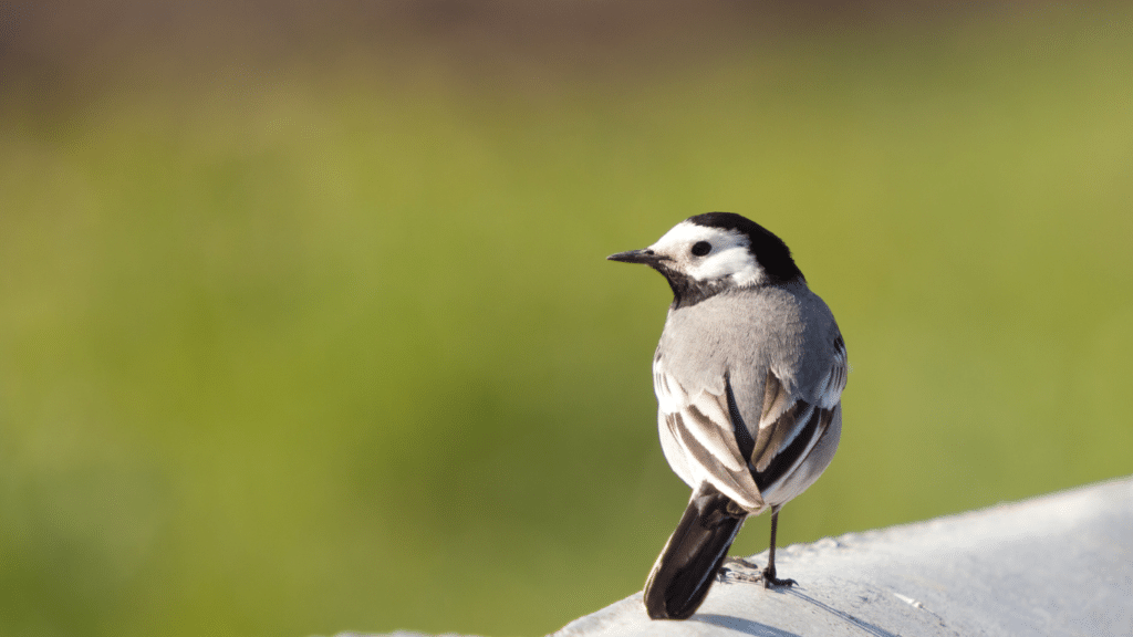 Biodiversität bei Agri-PV mit Vögeln