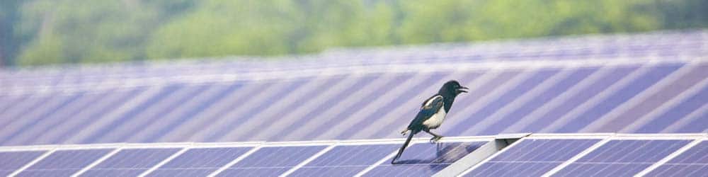 Forschung Photovoltaik Artenschutz AgroSolar Europe