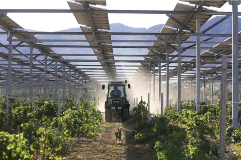 Presse Bundesumweltministerium fördert Agro-Photovoltaikanlage mit 400.000 Euro